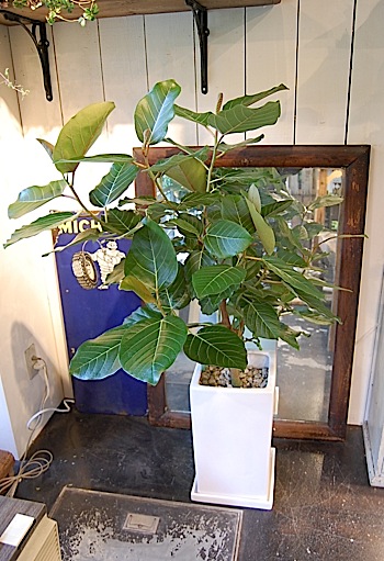 フィカス・グランディス - Collection : コレクション - NEO